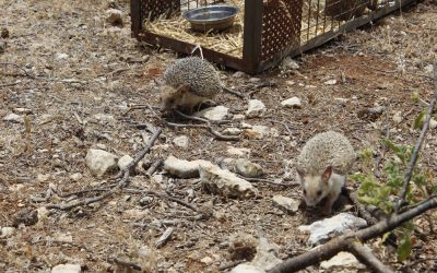 Seven Hedgehogs released at Al Ma’wa